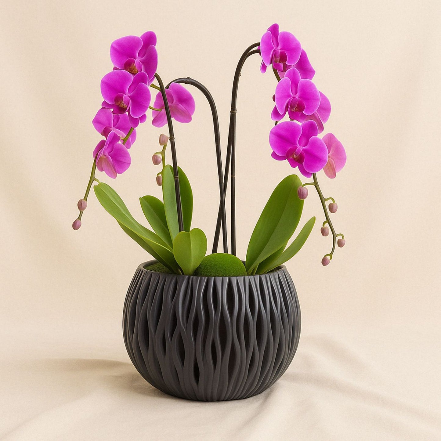 Purple Orchid Plants Garden