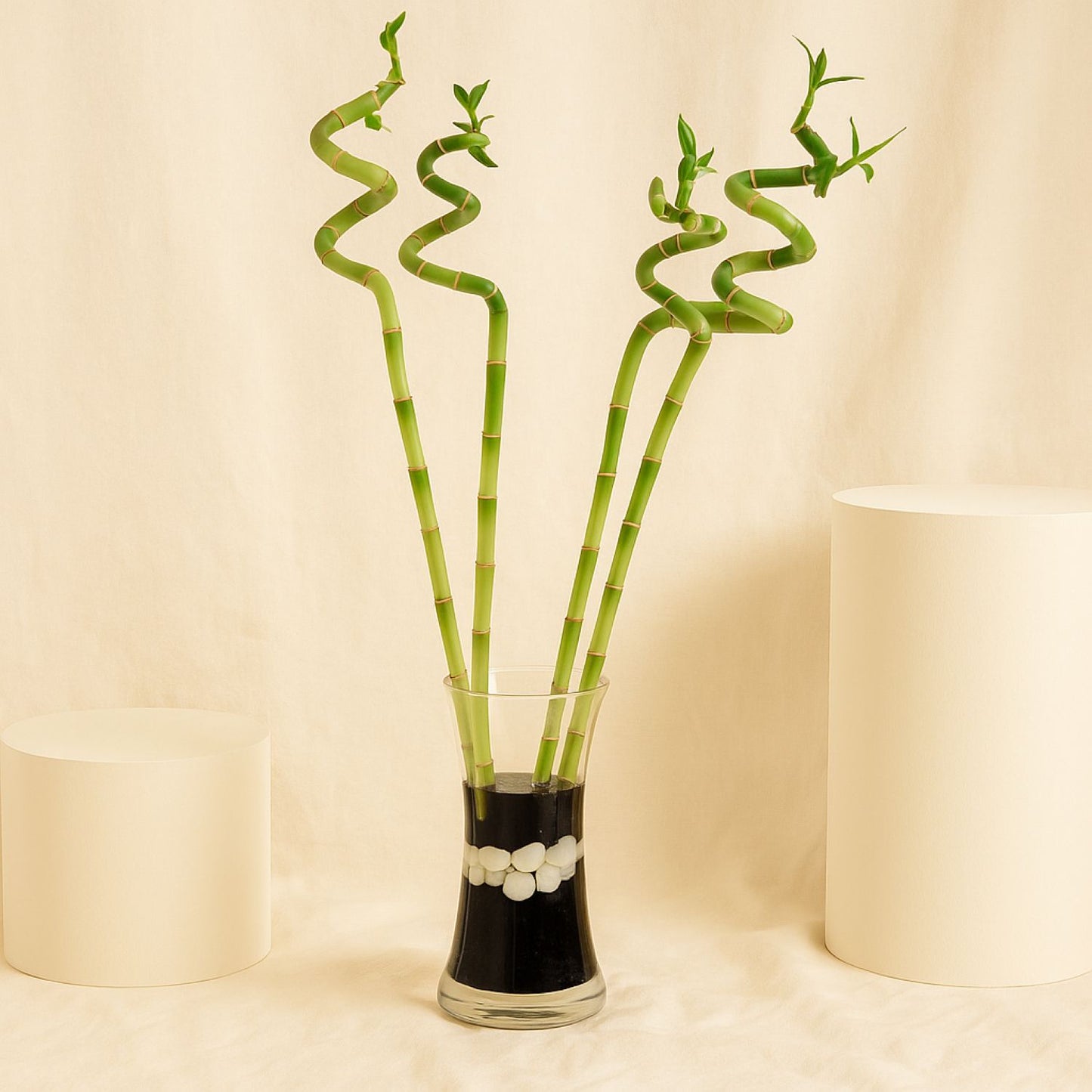 Lucky Bamboo Swirls in Glass Vase