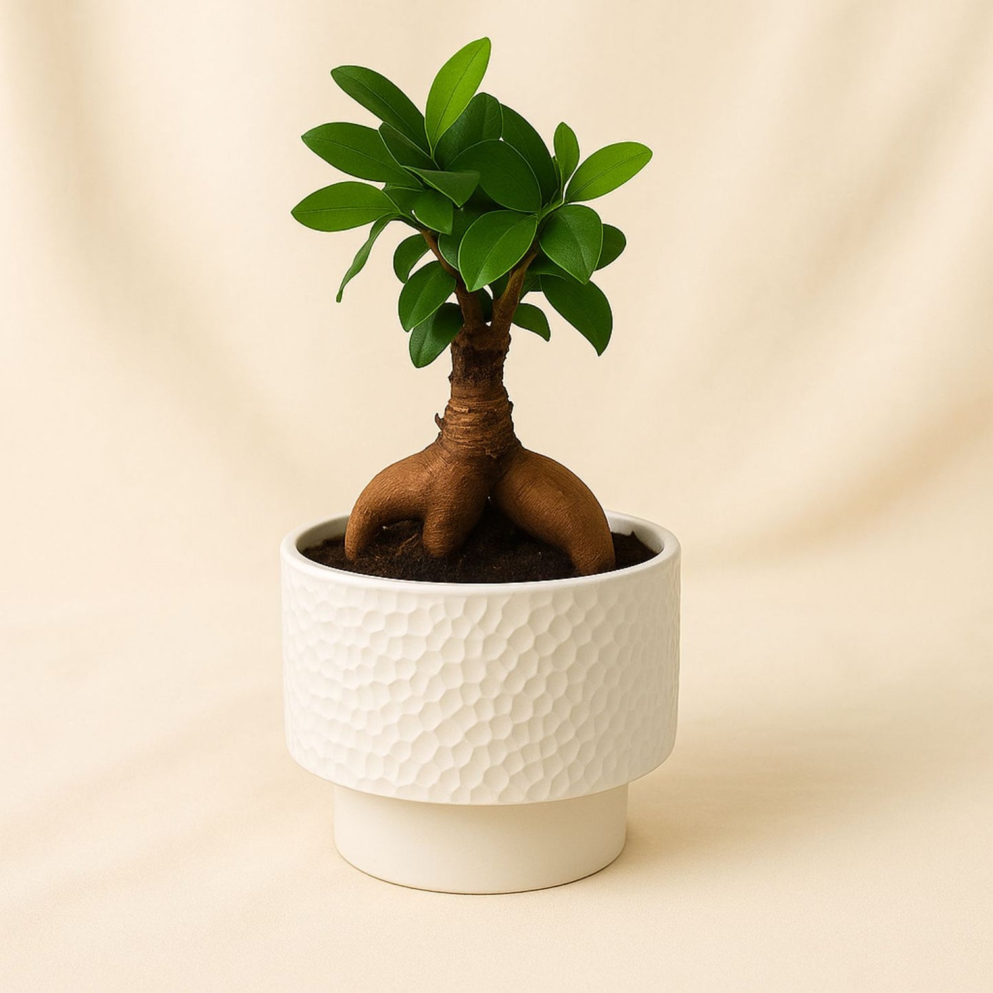 Bonsai Plant Ceramic Pot