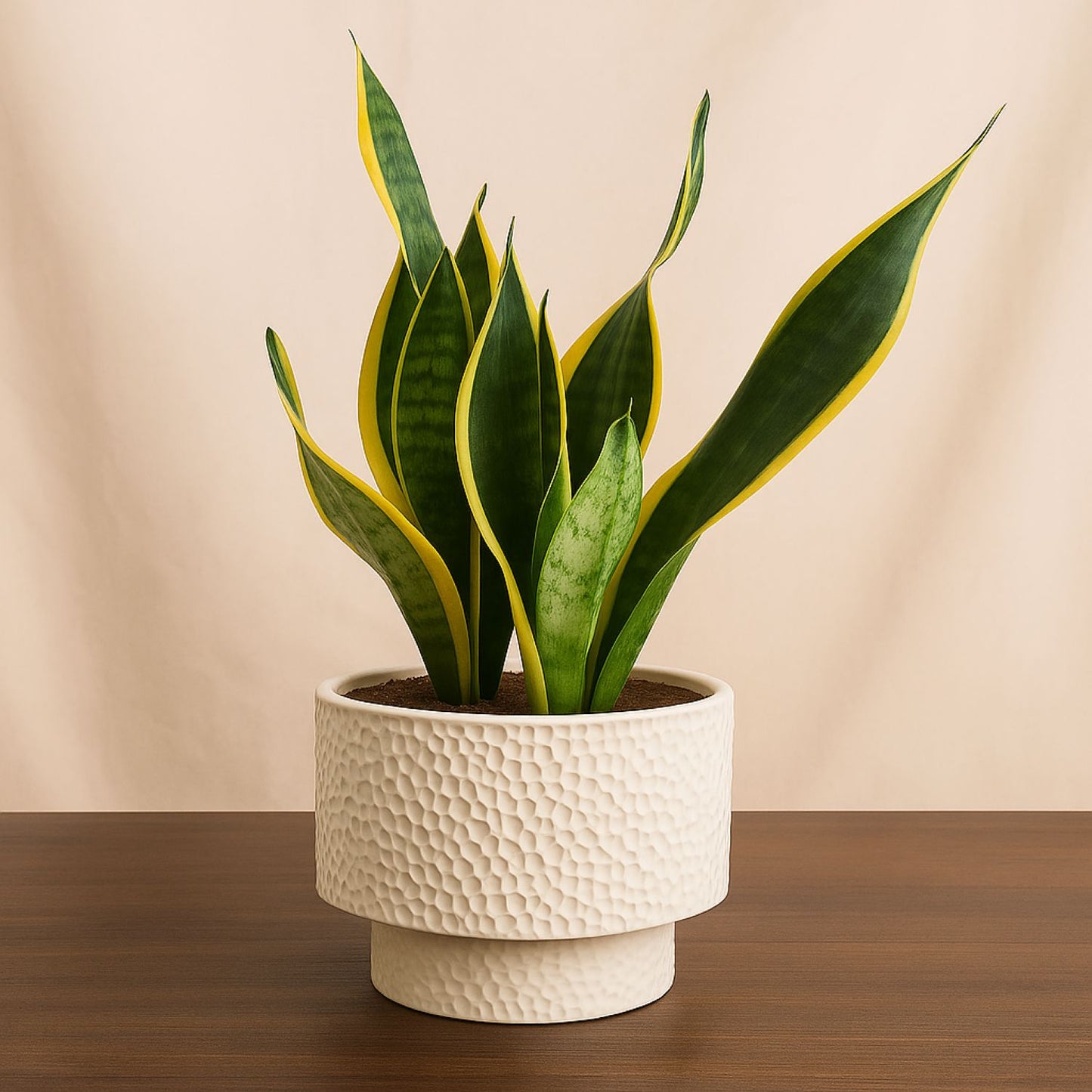 Snake Plant In Gray Ceramic Pot