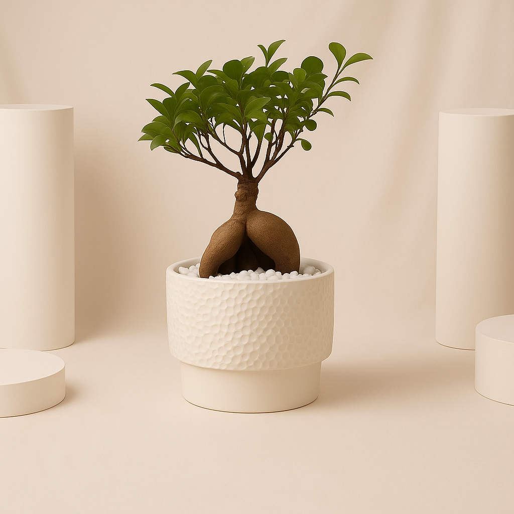Outdoor Bonsai Plant in White Ceramic Pot
