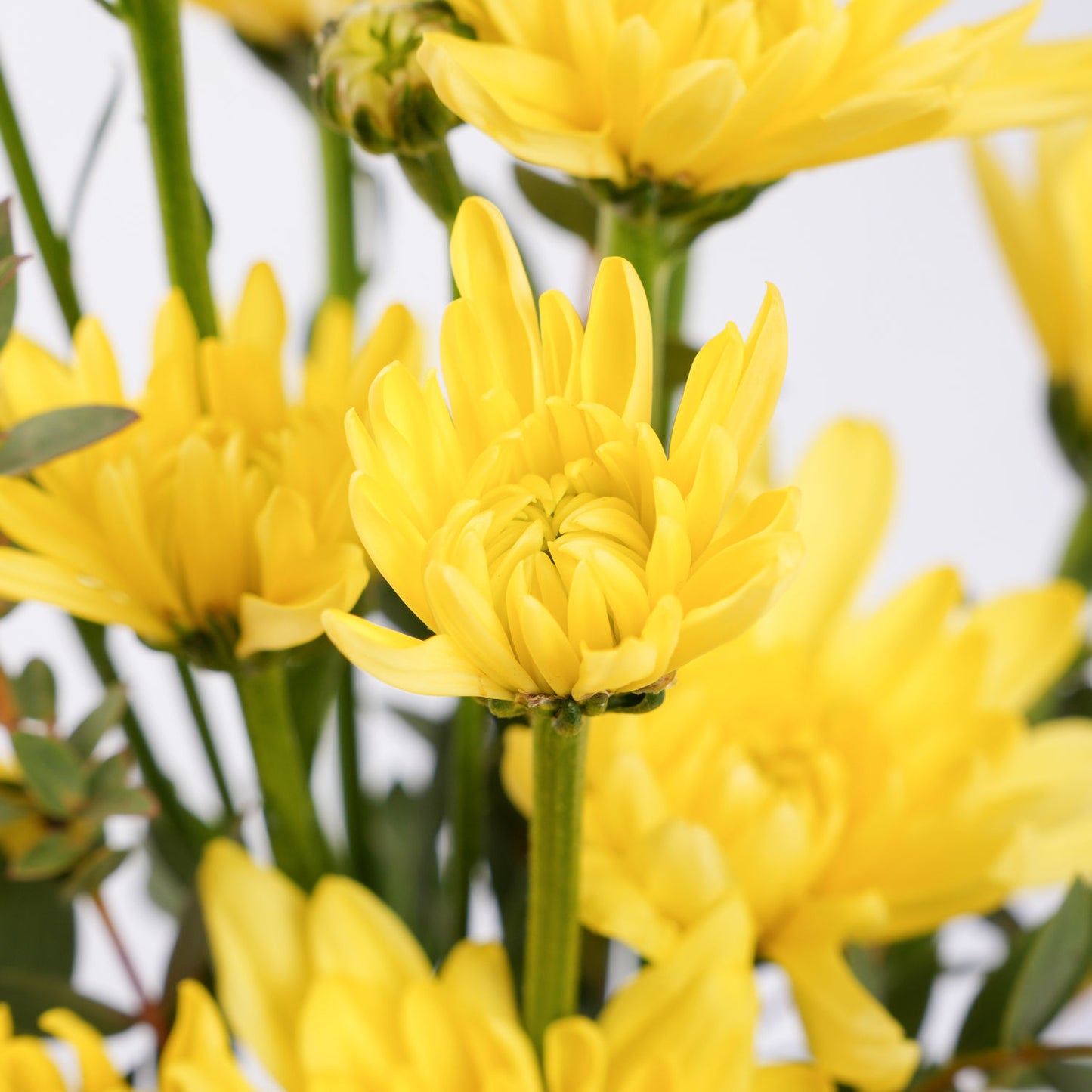 Spring Glamor Yellow Blooms