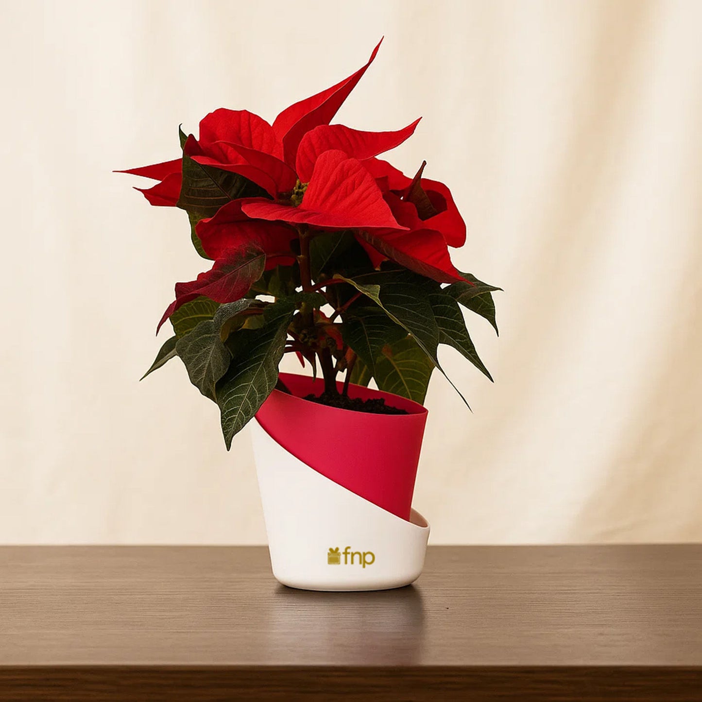 Red Poinsettia Plant Festive Pot