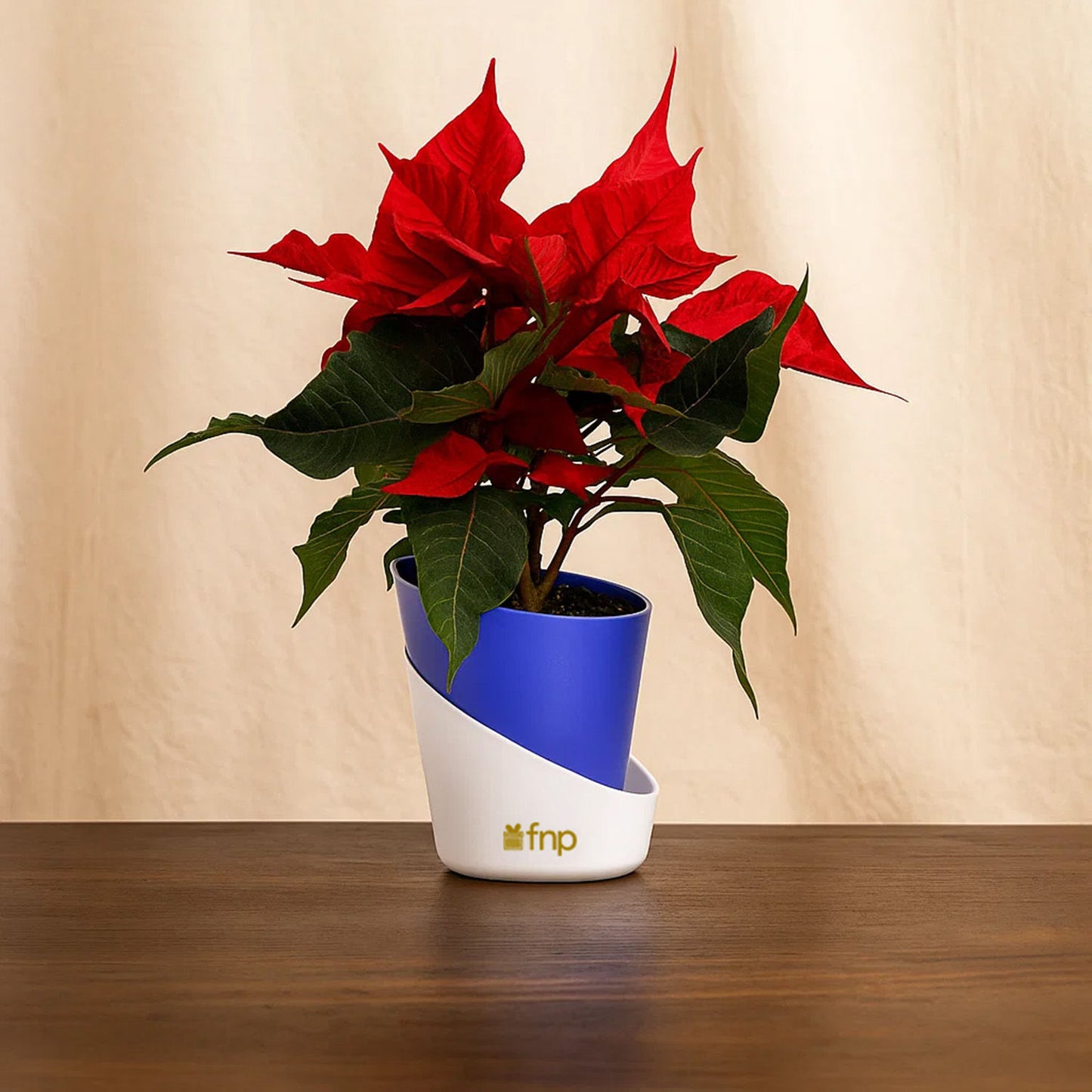 مجموعة هدايا نبتة البونسيتا الحمراء