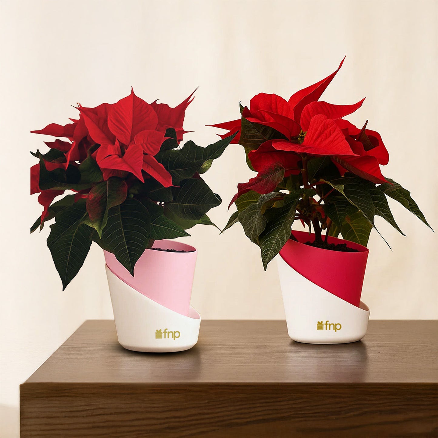 مجموعة هدايا نبتة بونسيتا حمراء