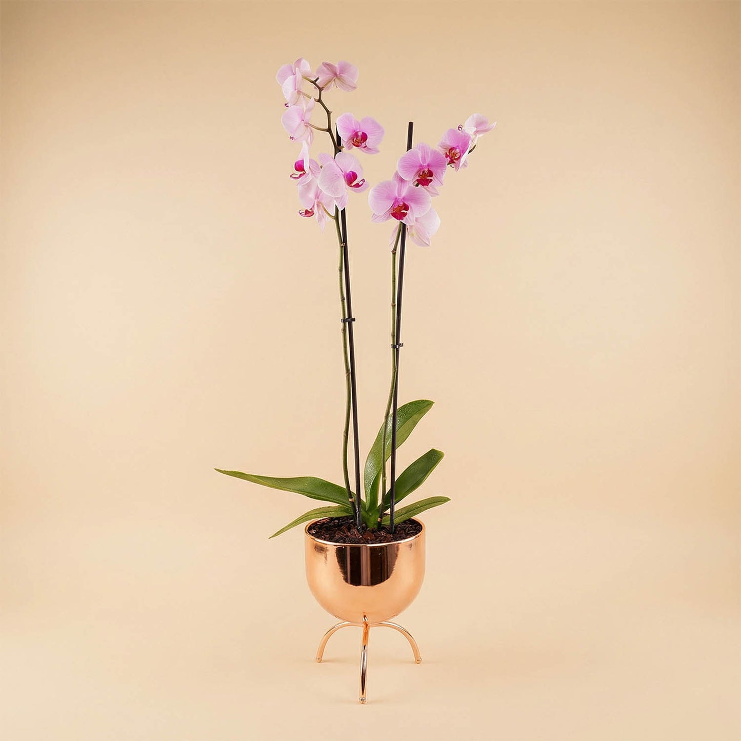 Purple Orchid in Premium Golden Pot