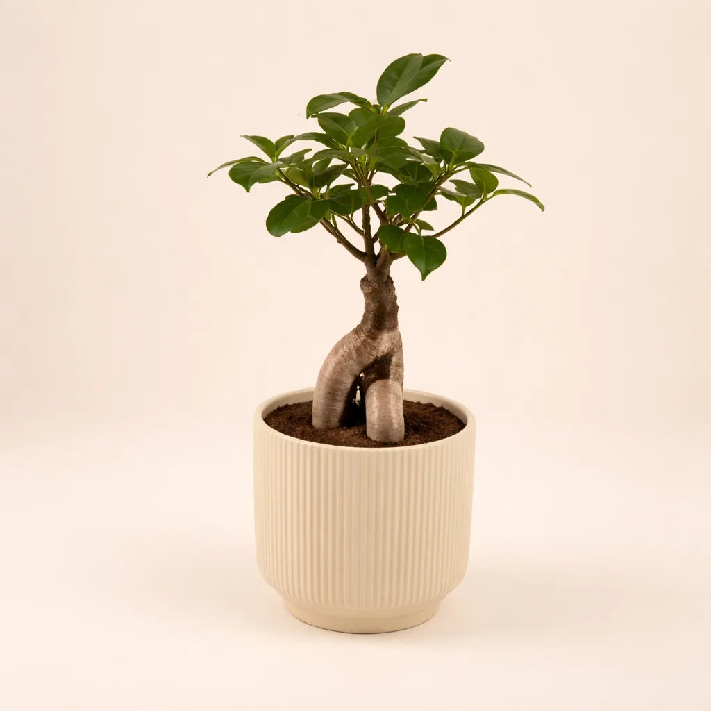 Bonsai Plant Ceramic Pot