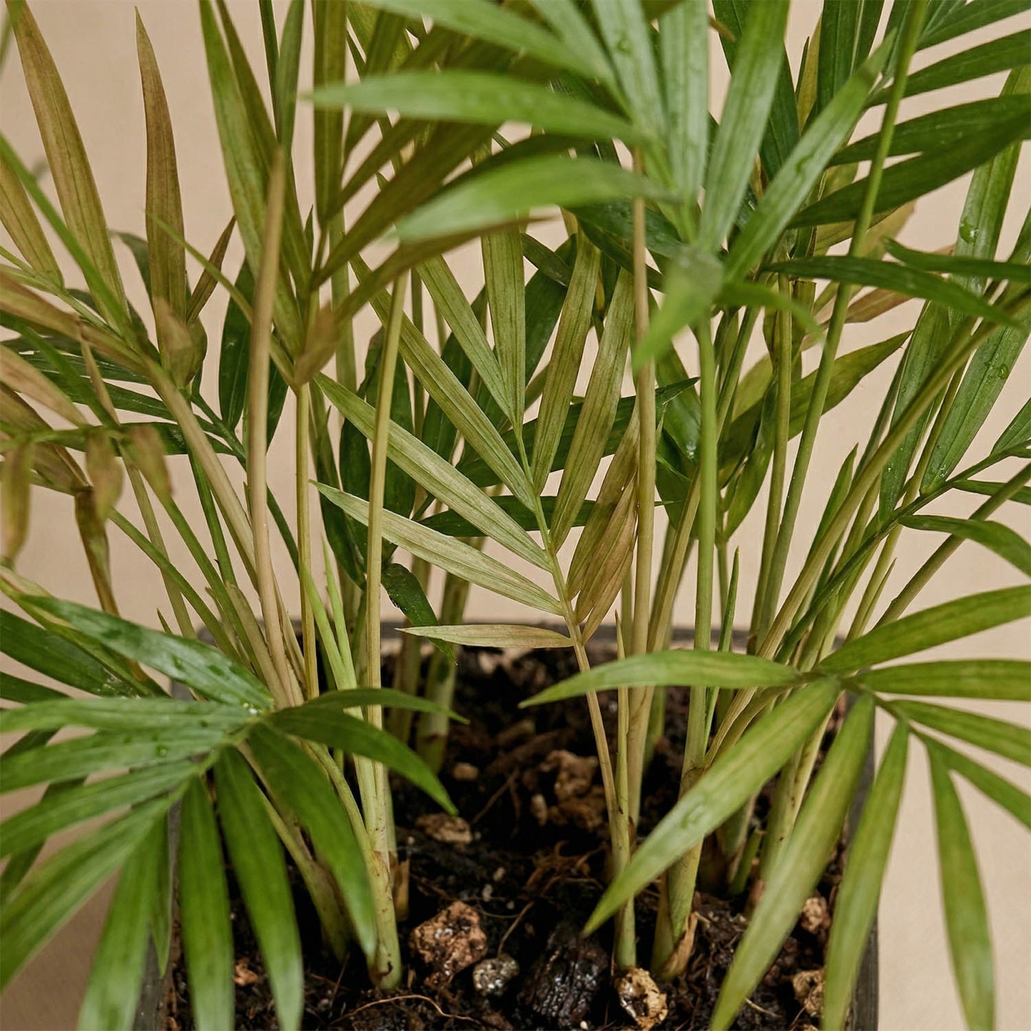 Thank You Doctor Chamaedorea Plant