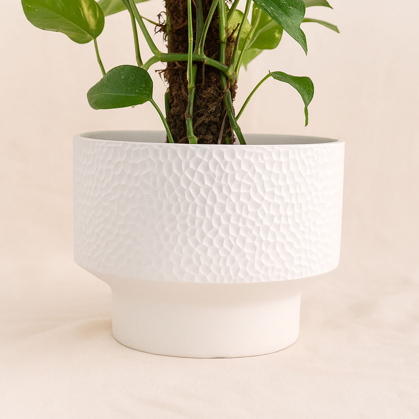 نبتة ابيبريمنيوم المتسلقة