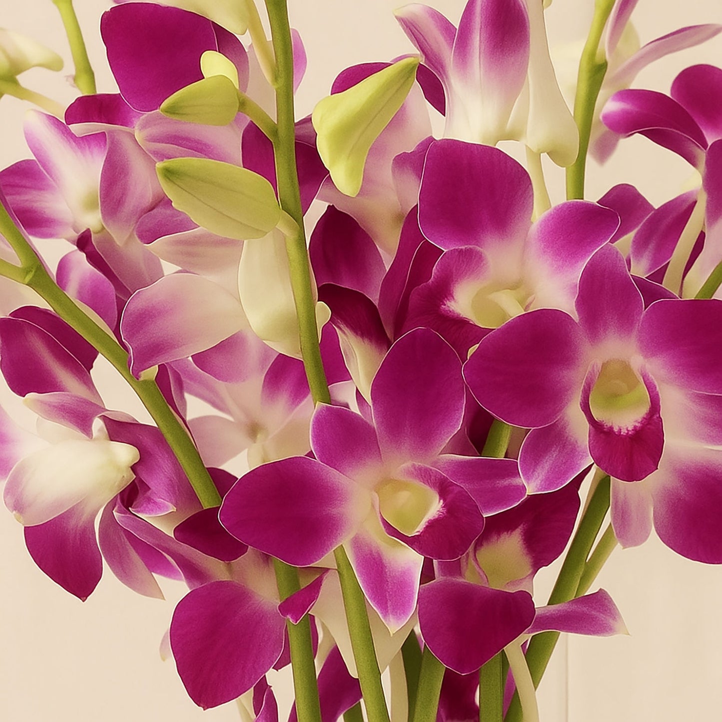 Mesmerizing Purple Orchid