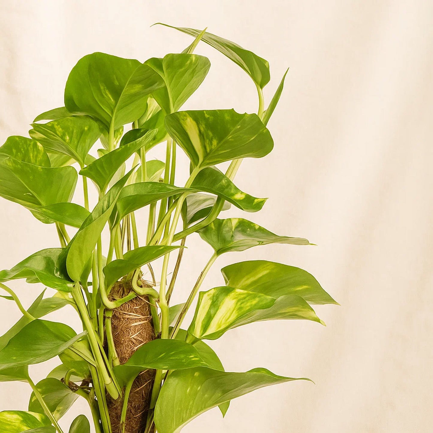 نباتات داخلية | أصيص نبات المال