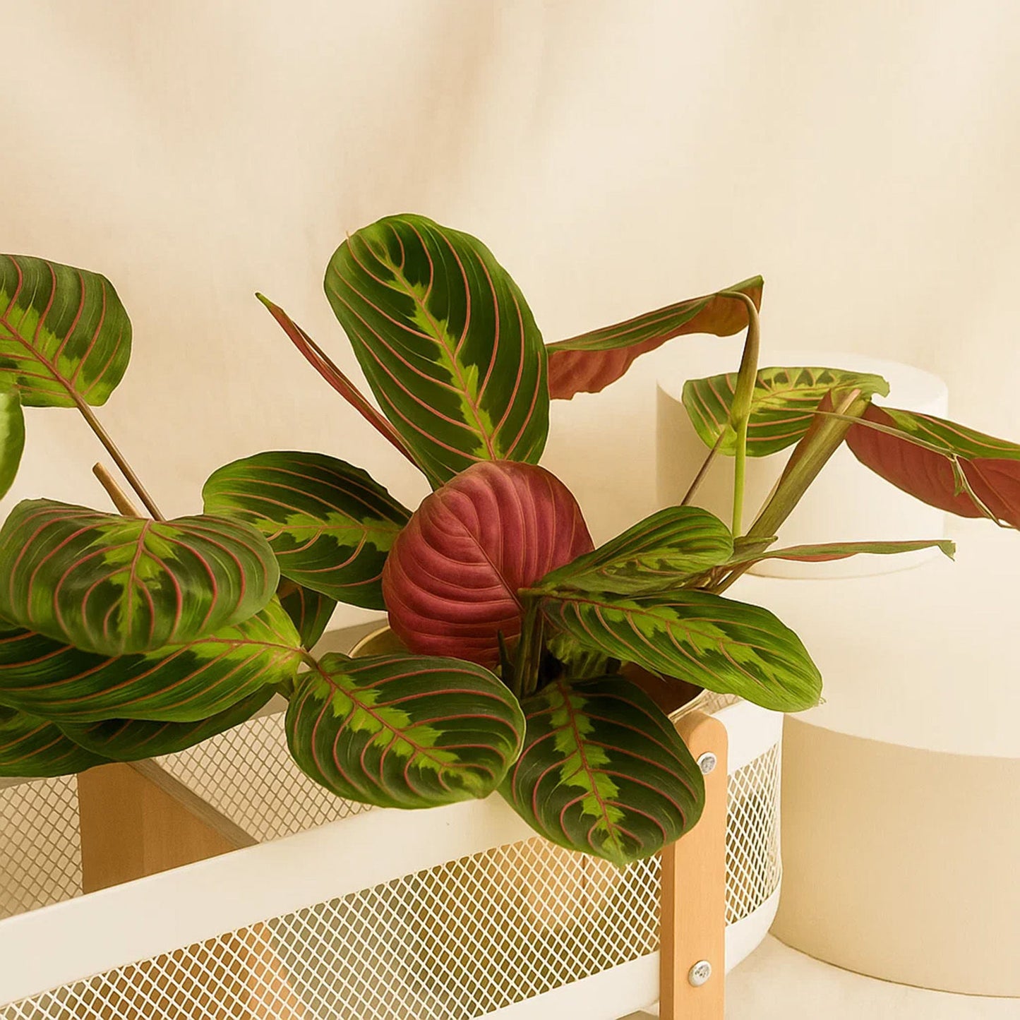 بوكس نبات مارانتا وديفنباخيا الفاخر