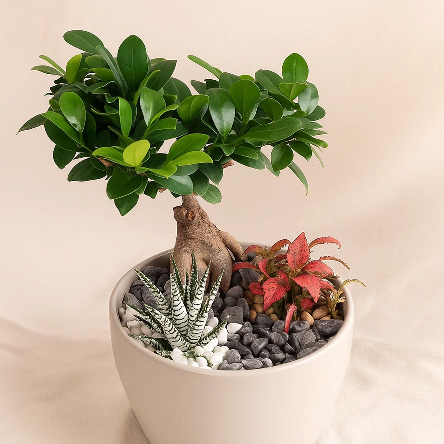 Mini Indoor Plant Arrangement in Ceramic Pot