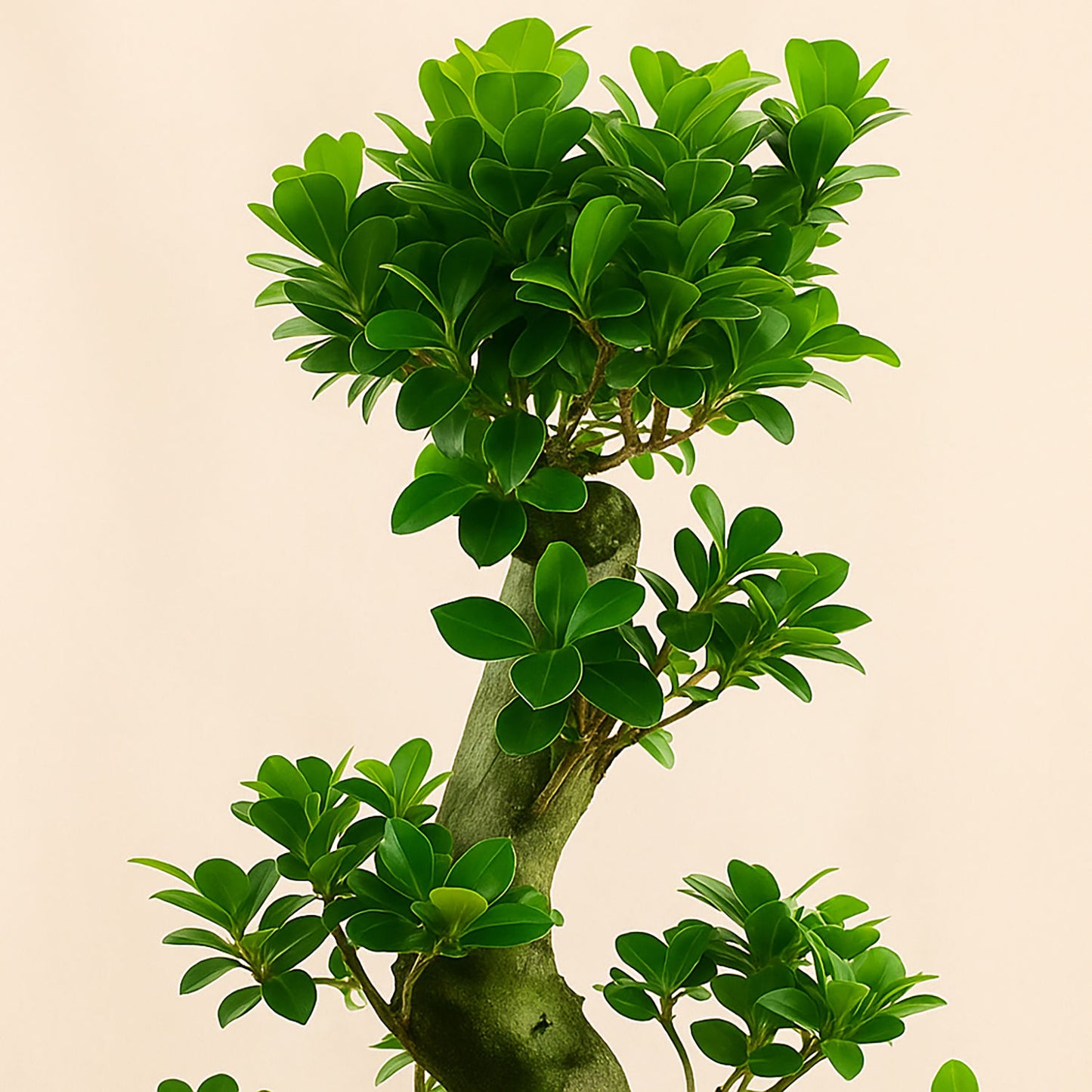 نباتات داخلية | نبته بونساي كبيرة متعرجة