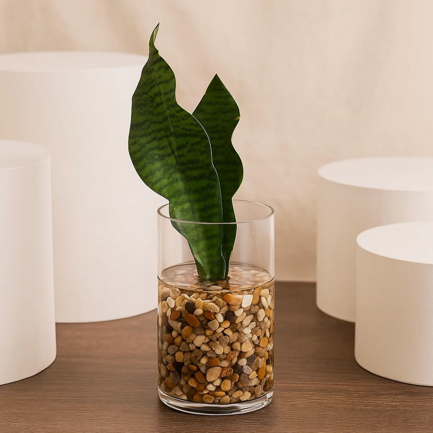 Snake Plant | Glass Vase