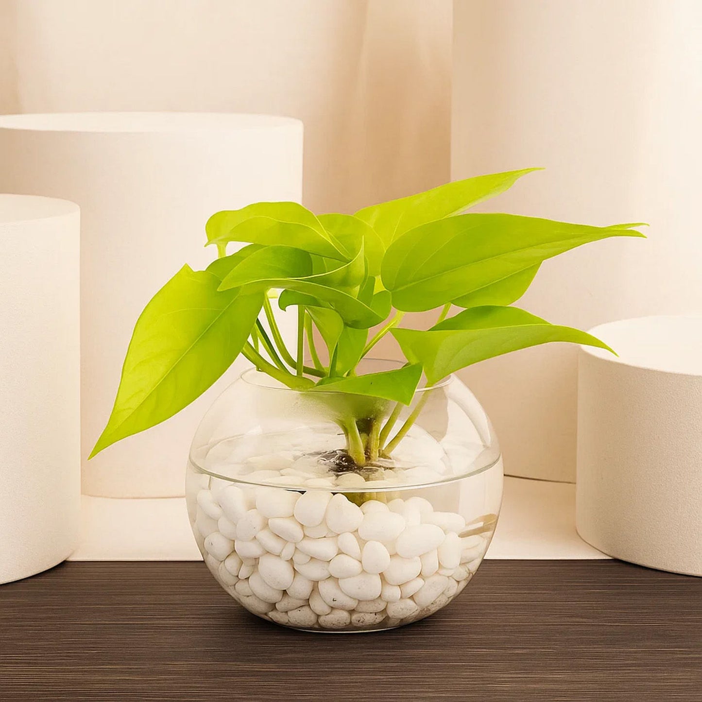 Elegant Golden Pothos Plant Bowl