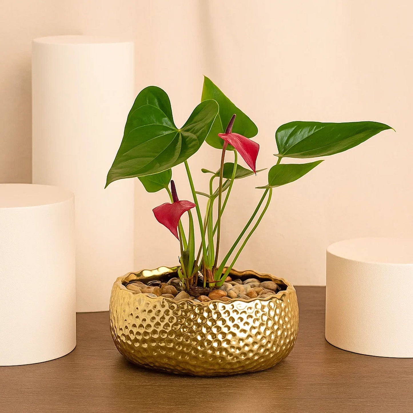 انتريوم أحمر | فازة ذهبية