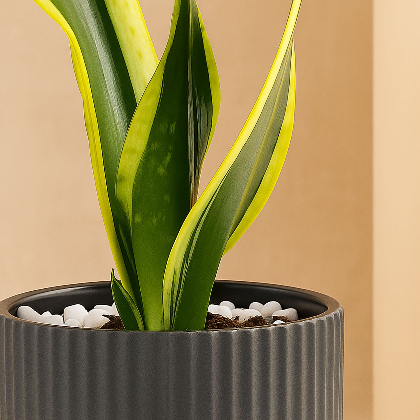 Serene Snake Plant in Grey Ceramic Pot