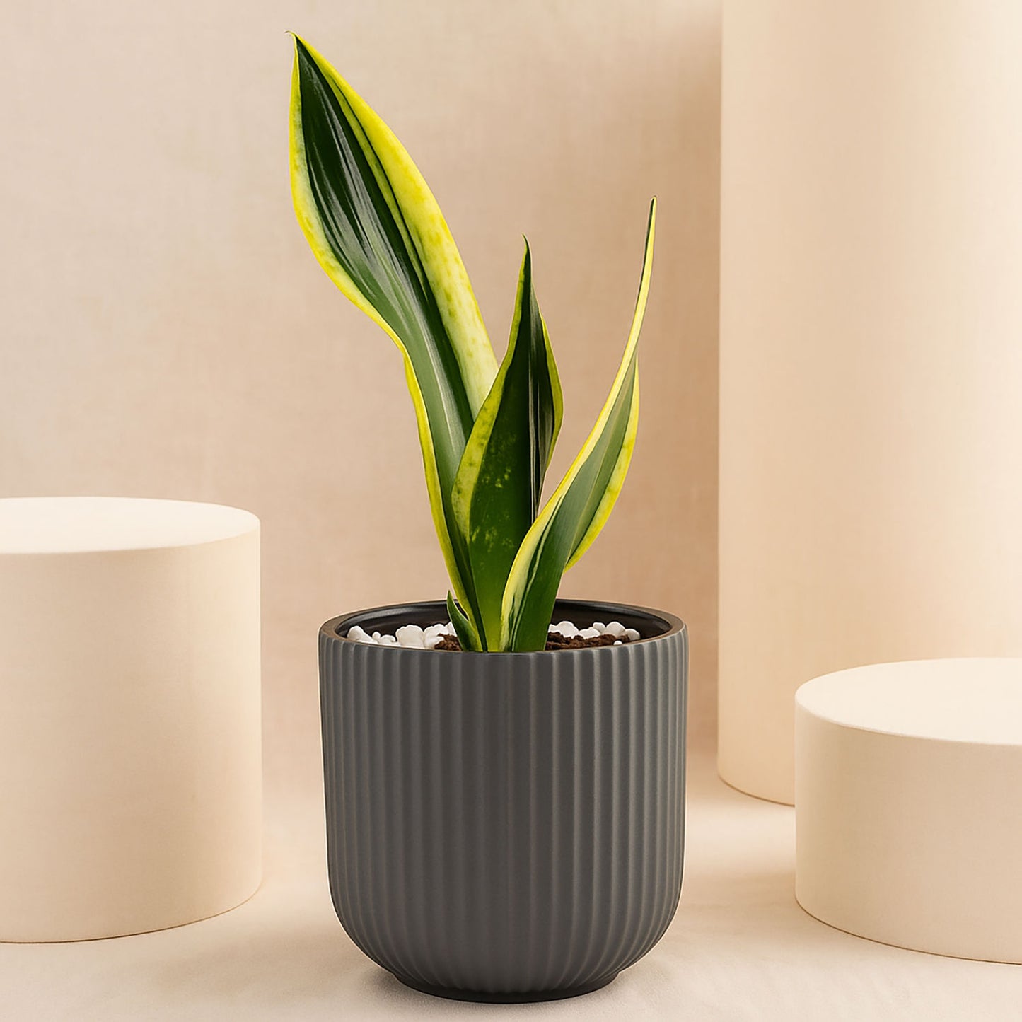 Serene Snake Plant in Grey Ceramic Pot