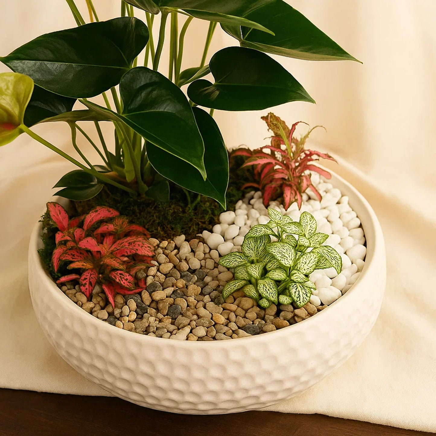 حديقة أنثوريوم و نباتات فيتونيا