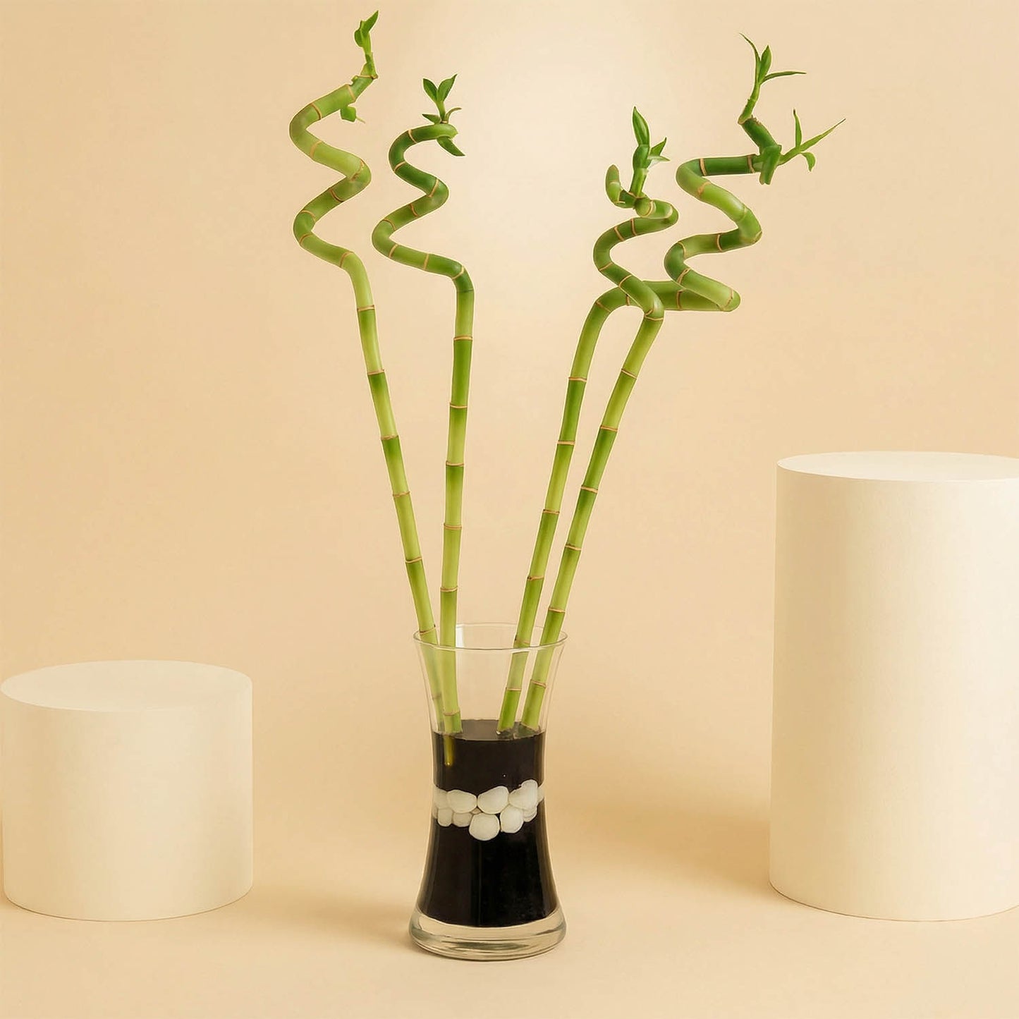 نبات البامبو الحلزوني في فازة زجاجية