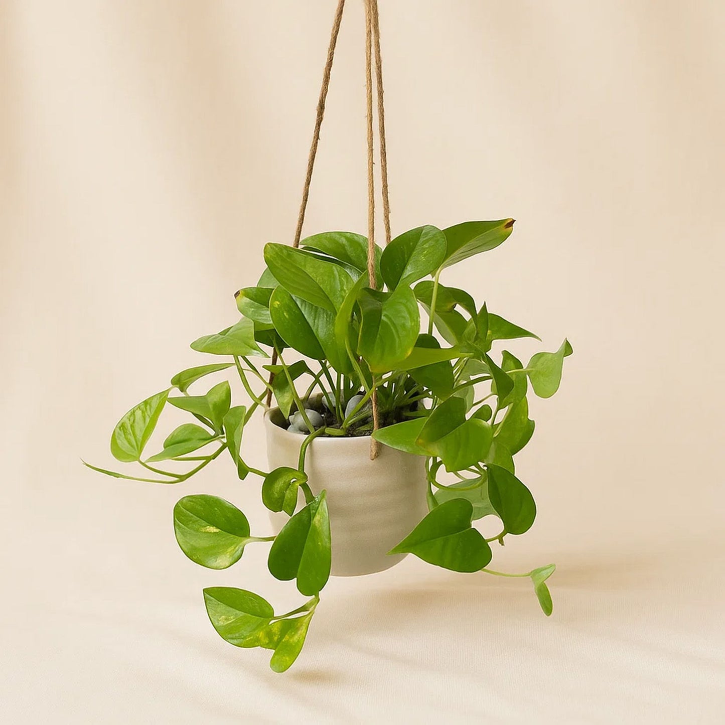 Hanging Epipremnum Aureum Plant Pot