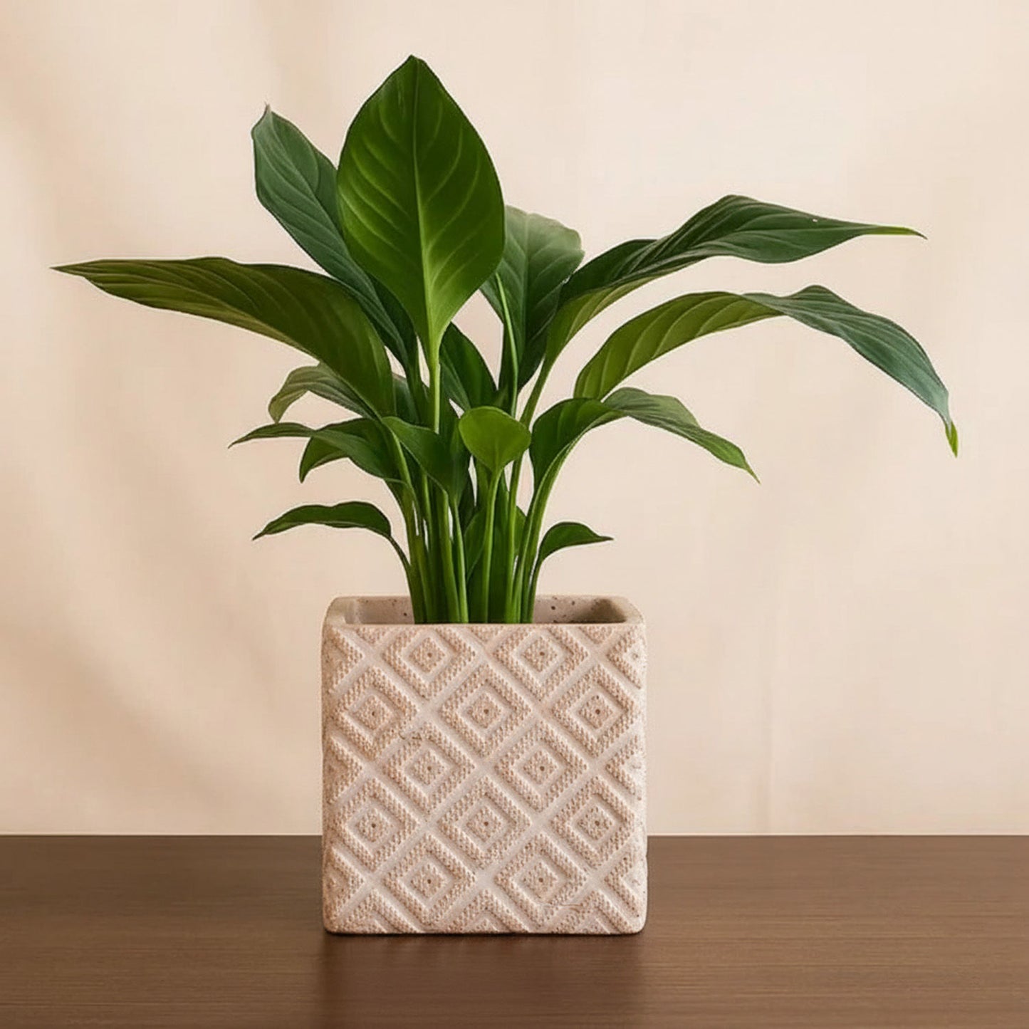 Peace Lily Plant Mud Pot