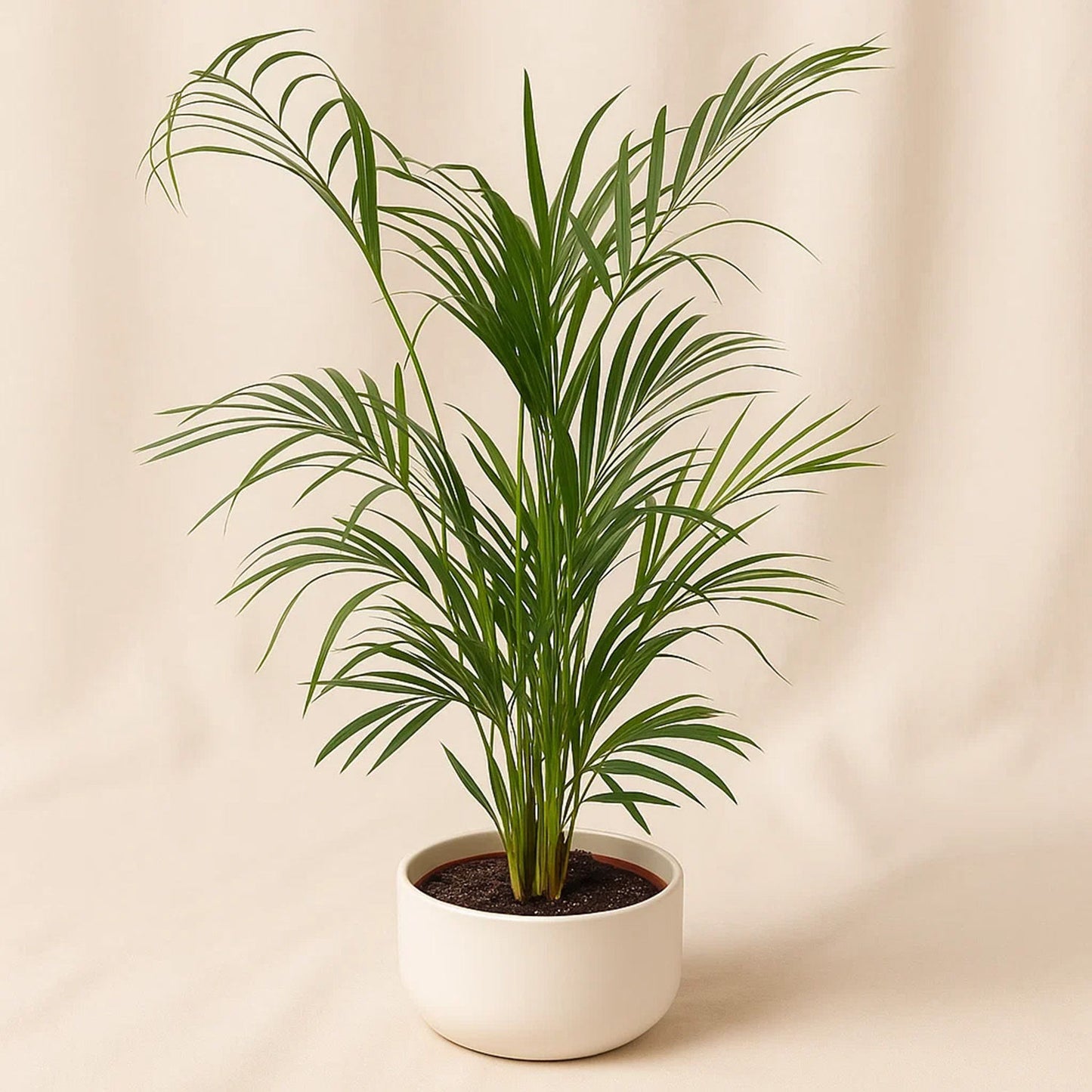 Arica Plant White Pot