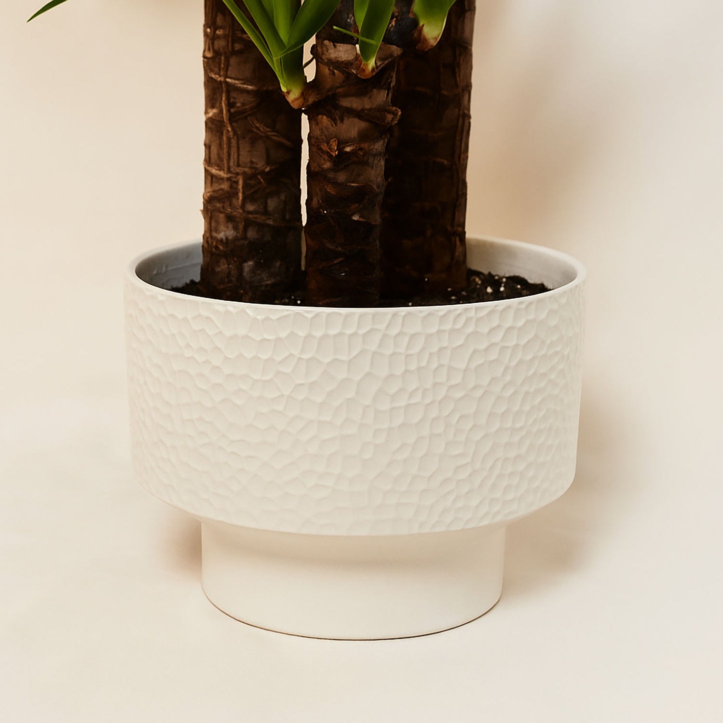 نبتة يوكا في وعاء سيراميك أبيض