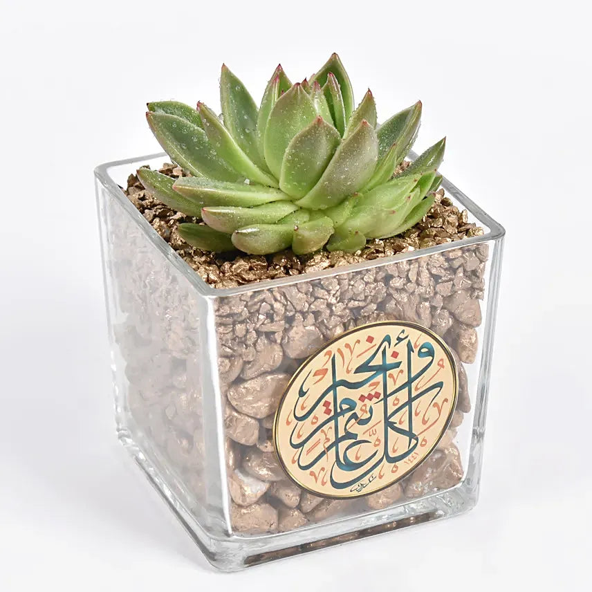 Ramadan Kareem Elegant Echeveria Plant