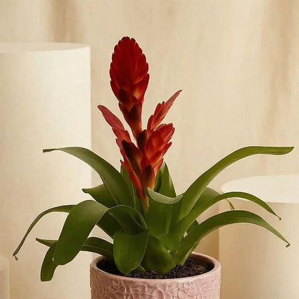 نبتة جوزمانيا الحمراء في أصيص أنيق