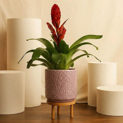  Red Guzmania Elegant Planter