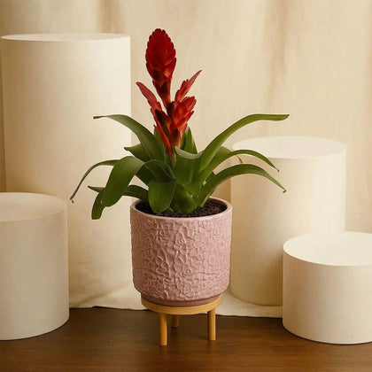 نبتة جوزمانيا الحمراء في أصيص أنيق