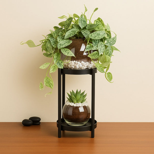 Scindapsus and Echeveria Plant Stand