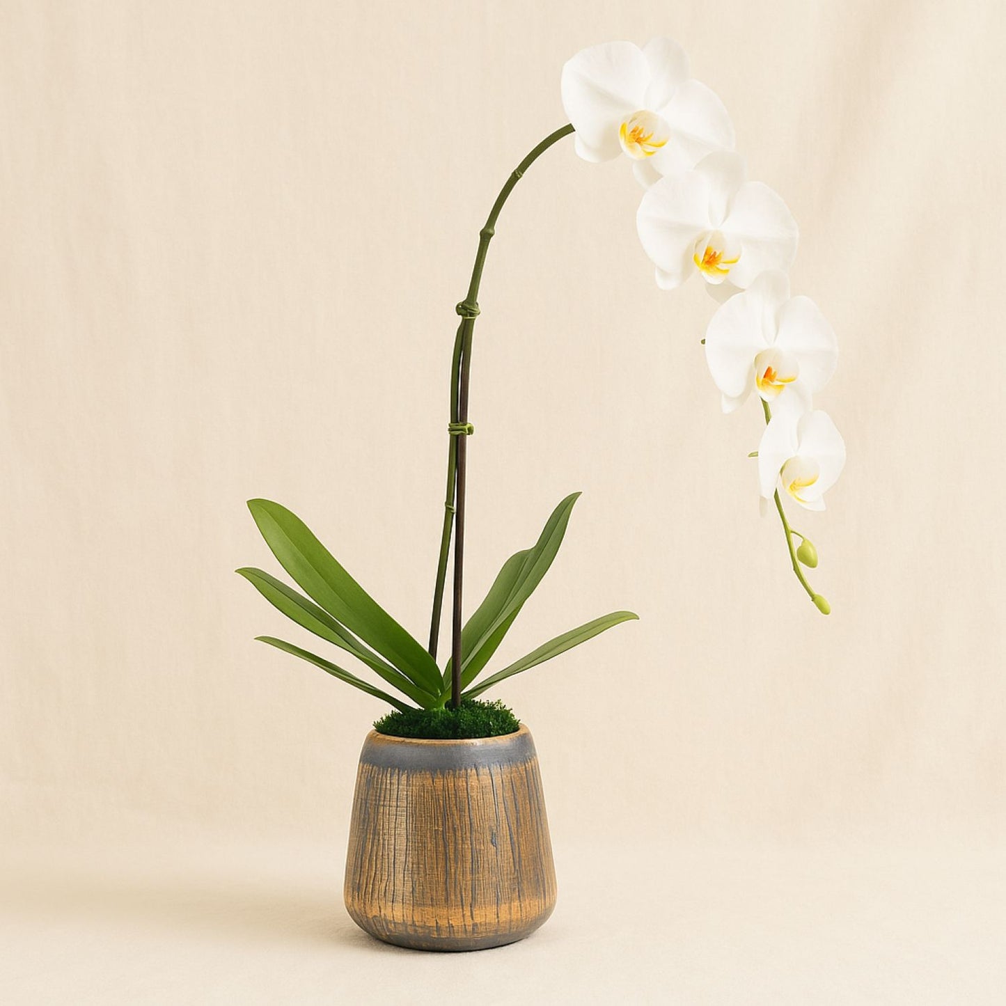 White Orchid Plant Luxe