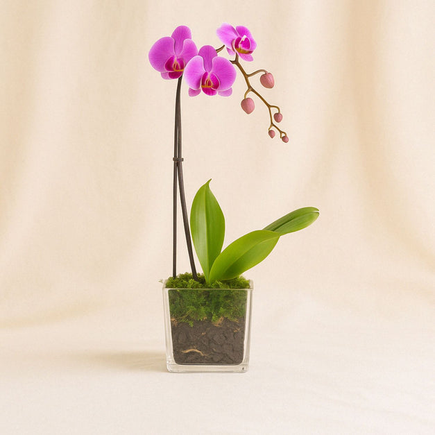 فازة ساق زهرة أوركيد أرجوانية