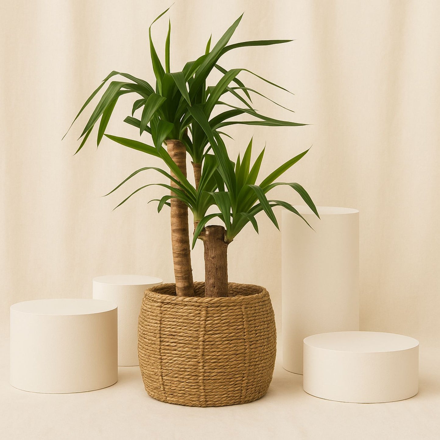 واحة خضراء | نبات اليوكا