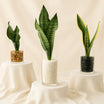 Air Purifying Snake Plants Trio