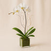 White Orchid Plant In Glass Vase