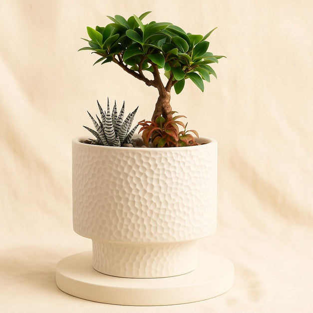 أصيص نباتات داخلية متنوعة