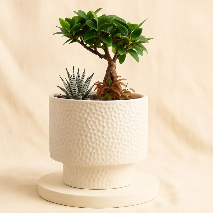 Mini Indoor Plant Arrangement in Ceramic Pot