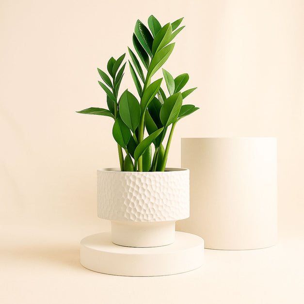 Zamia Plant White Ceramic Pot