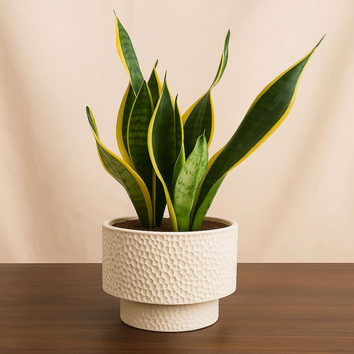 Snake Plant In Gray Ceramic Pot