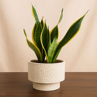 Snake Plant In Gray Ceramic Pot