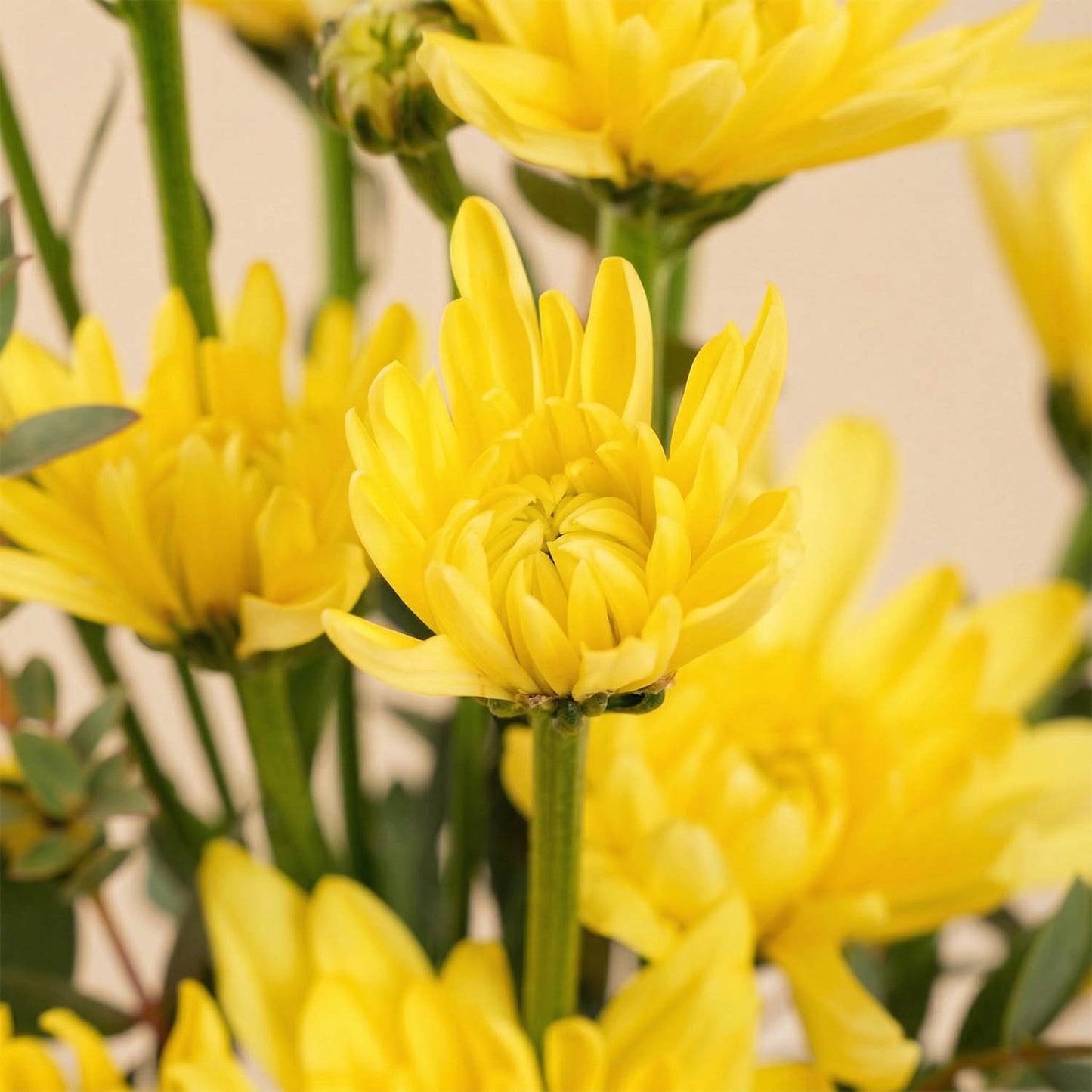 Spring Glamor Yellow Blooms
