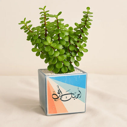 Jade Plant Father's Gift | Ceramic Pot 