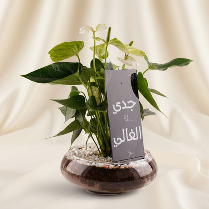 فازة نبتة انتريوم هدية لجدي