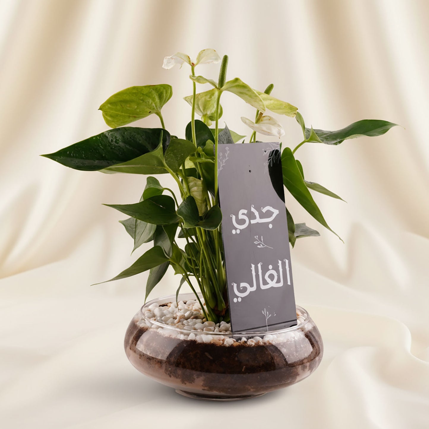 فازة نبتة انتريوم هدية لجدي