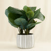 Artificial Calathea Plant