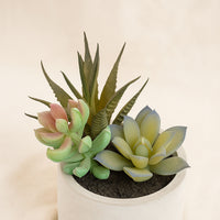 Artificial Green Succulent Set